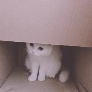 🍡 a3776a33 mèo, mèo trắng, mèo con, hộp, dễ thương, động vật, thú cưng whatsapp sticker