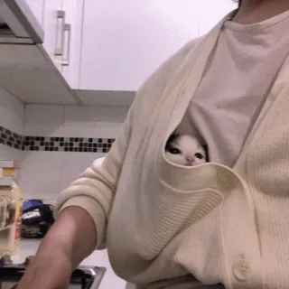 🍡 ab4edb75 mèo, mèo con, túi, dễ thương, động vật, thú cưng whatsapp sticker