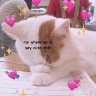 🍡 b0e24e42 me whenever u say cute shit mèo, dễ thương, yêu, meme, trái tim, ấm áp whatsapp sticker
