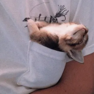 🍡 bb3160d1 mèo, mèo con, túi, dễ thương, động vật, buồn ngủ, đang ngủ whatsapp sticker