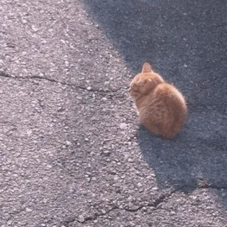 🍡 bc87880e mèo, động vật, mèo tam thể, thú cưng, mèo con whatsapp sticker