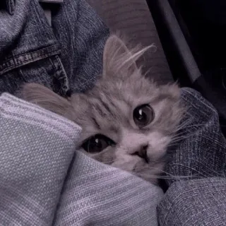 🍡 bdd85328 mèo, mèo con, dễ thương, động vật, thú cưng, xám, mắt whatsapp sticker