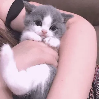 🍡 d0414762 mèo con, mèo, dễ thương, động vật, thú cưng, xám và trắng whatsapp sticker