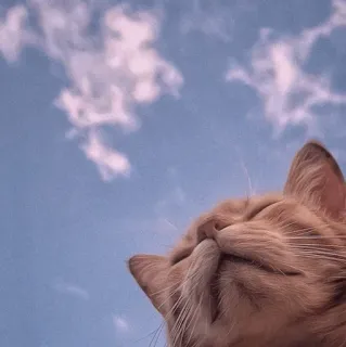🍡 e175e718 mèo, bầu trời, mây, động vật, thú cưng, dễ thương, mèo cam whatsapp sticker