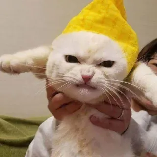 Sakura cat 2.0. :: @fStikBot whatsapp stickers