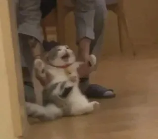 🌟 24209b84 kucing, lucu, meme, hewan, peliharaan telegram sticker