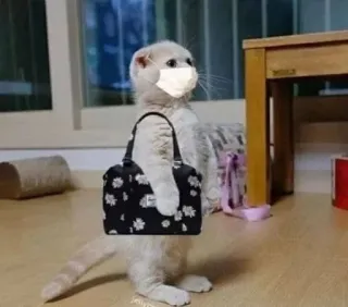 🌟 39a64bee kucing, masker, tas, binatang, hewan peliharaan, anak kucing, lucu telegram sticker