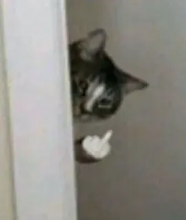 🌟 3a0ec5a4 kucing, jari tengah, menyinggung, gestur, kasar, hewan telegram sticker