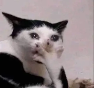 🌟 3e8b97ad kucing, menangis, sedih, meme, hewan, emosional, hitam putih telegram sticker