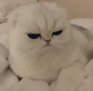 Sakura cat 2.0. :: @fStikBot whatsapp stickers