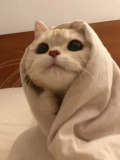 🌟 5cff85bc kucing, selimut, imut, binatang, hewan peliharaan telegram sticker