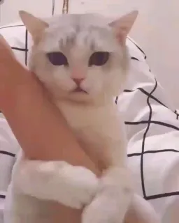 🌟 65d16bdf kucing, anak kucing, hewan peliharaan, binatang, imut, domestik telegram sticker