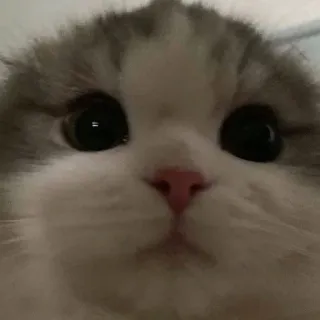 🌟 7863ee41 kucing, anak kucing, imut, hewan, hewan peliharaan, kucing domestik telegram sticker
