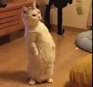 🌟 82312d85 kucing, hewan, berdiri, lucu, hewan peliharaan telegram sticker