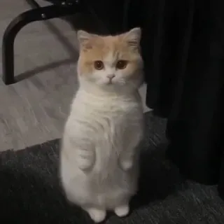 🌟 aa29b179 kucing, anak kucing, hewan, lucu, kucing domestik, mamalia, hewan peliharaan, berdiri telegram sticker