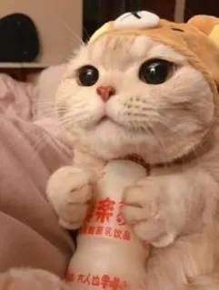 🌟 ef9565fa telegram sticker