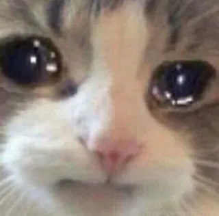 🌟 f6d2f271 kucing, sedih, hewan, meme, hewan peliharaan, hewan ternak telegram sticker