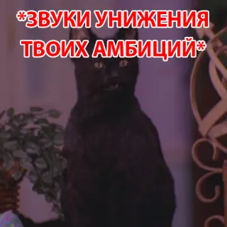 🤓 3fe36f7b *ЗВУКИ УНИЖЕНИЯ ТВОИХ АМБИЦИЙ* 고양이, 검은 고양이, 러시아, 텍스트, 밈 whatsapp sticker