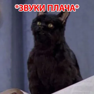 😄 5683be3f *ЗВУКИ ПЛАЧА* 고양이, 울음, 밈, 검은 고양이 whatsapp sticker