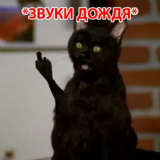 🌨 c52a58dc *ЗВУКИ ДОЖДЯ* 고양이, 가운데 손가락, 불쾌한, 밈 whatsapp sticker