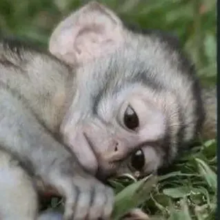 🤱 0524ac08 monkey, animal, cute, wildlife whatsapp sticker