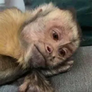 🐒 0884293b monkey, animal, mammal, primate, cute, sad, pensive whatsapp sticker