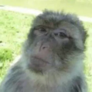 🙊 18ad314c monkey, animal, mammal, wildlife whatsapp sticker
