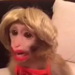 🤱 2f521cb5 monkey, wig, lipstick, animal, funny, cute whatsapp sticker