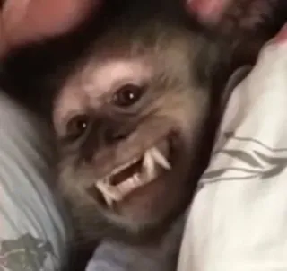 🤱 2fa98df6 monkey, animal, mammal, primate whatsapp sticker