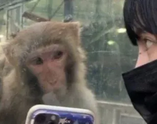 🐒 380502d7 monkey, animal, zoo, wildlife, reflection whatsapp sticker