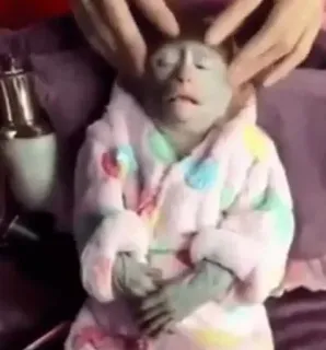 🤱 4c54cf50 monkey, animal, massage, cute, pet whatsapp sticker