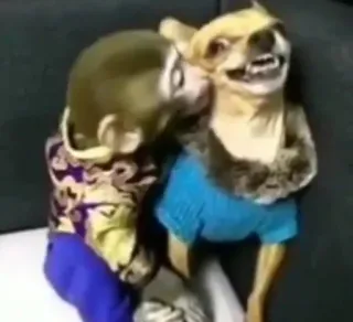 🤱 589aeb28 dog, monkey, animals, friendship, cute whatsapp sticker