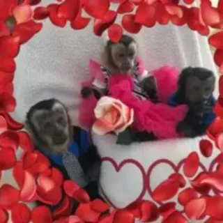 🤱 6bb35466 monkey, rose petals, love, valentines, heart whatsapp sticker