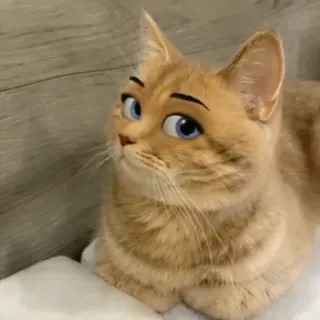 🤱 c9e538f5 cat, animal, pet, funny, cute, eyes, kitty whatsapp sticker