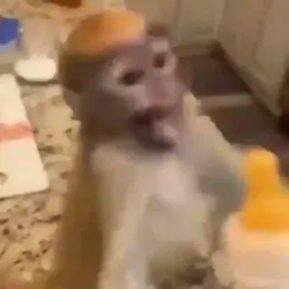 🤱 cf0bd7dd monkey, baby bottle, animal, funny, meme whatsapp sticker