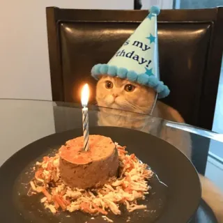 🤱 d7fc5ff1 It's my birthday! cat, birthday, animal, celebration, party, candle, cake, pet whatsapp sticker
