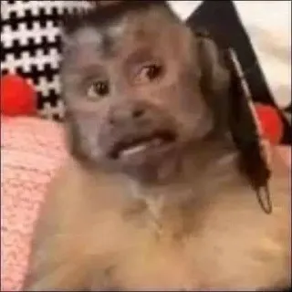 🤱 dea149ca monkey, animal, meme, funny, cute whatsapp sticker