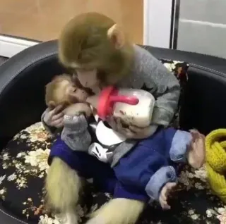 🤱 dfad771a monkeys, animals, baby bottle, primate, clothing whatsapp sticker