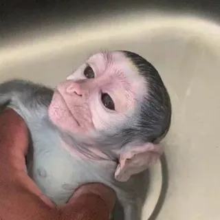 🤱 e27ccbad monkey, animal, cute, baby monkey whatsapp sticker
