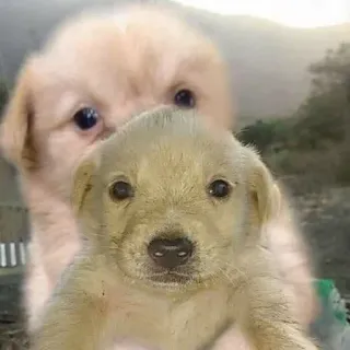 🐶 e6fd70cb puppy, puppies, cute, dog, animal whatsapp sticker