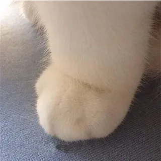 🤱 f446d781 cat paw, paw, animal, cat, fur, domestic animal whatsapp sticker