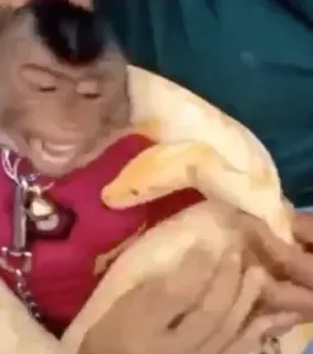 🤱 f4f694fa monkey, snake, python, animal, pet, reptile whatsapp sticker