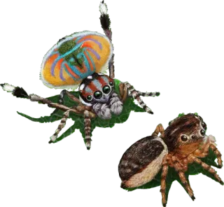 🙂 0f2f1713 laba-laba, arachnida, laba-laba pelompat, hewan, serangga, imut, alam telegram sticker