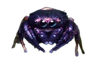 🤔 355e3421 laba-laba, laba-laba pelompat, arachnida, serangga, hewan, alam telegram sticker