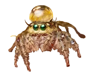 🙃 cb8a9286 laba-laba, arachnida, laba-laba pelompat, serangga, hewan, satwa liar telegram sticker