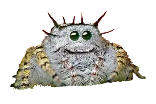 😍 cc514d6b laba-laba, imut, laba-laba pelompat, arachnida, hewan, berbulu telegram sticker