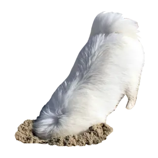 🕳 0631683a anjing, menggali, anjing putih, imut, hewan peliharaan, binatang, pasir telegram sticker