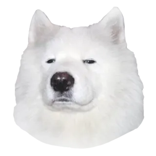 😑 08afa7a1 anjing, hewan, peliharaan, lembut, samoyed telegram sticker