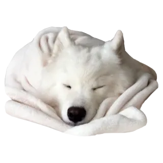 💤 0df780d4 anjing, samoyed, mengantuk, hewan, lucu, putih, hewan peliharaan telegram sticker
