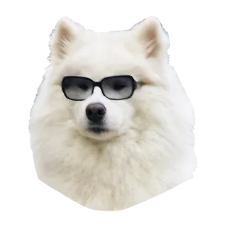 😎 22a6246e anjing, samoyed, kacamata hitam, hewan, peliharaan, keren telegram sticker